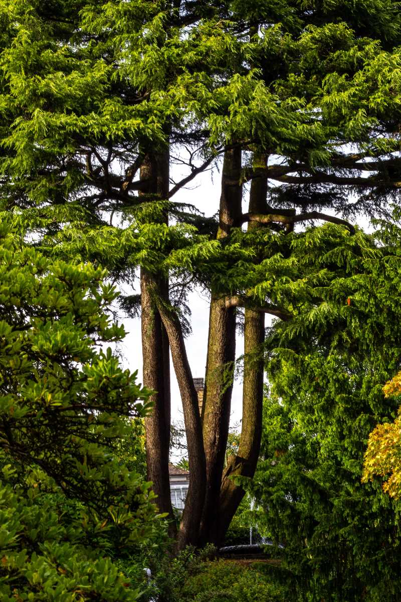 Majestic trees at the Botanical Gardens.